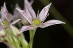 Little River Canyon onion